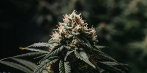 Gros plan d'une tête de cannabis mûre avec des trichomes brillants et des pistils orange