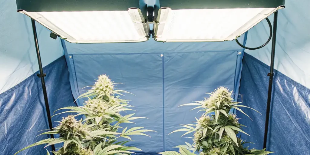 Gros plan d’un bourgeon de cannabis mûr sous un ciel bleu
