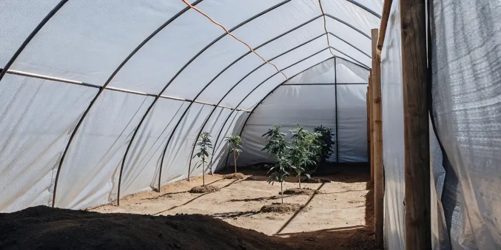 Culture de cannabis en plein développement dans une serre recouverte de plastique transparent