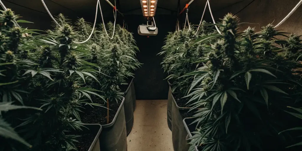 salle de culture intérieure avec lampes LED et plants de cannabis en floraison