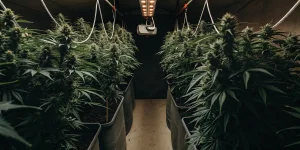 salle de culture intérieure avec lampes LED et plants de cannabis en floraison