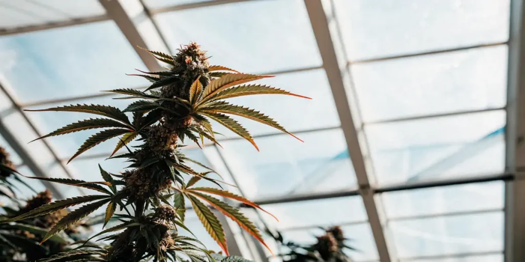 Cannabis plant reaching toward the glass roof inside a greenhouse.