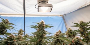 Culture intérieure de cannabis sous une lampe de croissance blanche dans une tente à revêtement bleu