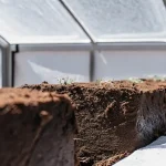 Early cannabis seedlings sprouting in raised soil beds inside a greenhouse