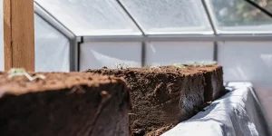 Early cannabis seedlings sprouting in raised soil beds inside a greenhouse
