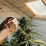 Mains d’un cultivateur examinant les têtes de cannabis dans une serre.