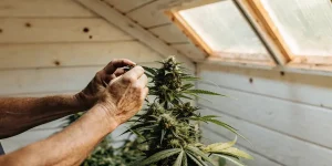 Mains d’un cultivateur examinant les têtes de cannabis dans une serre.