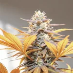 Grosse tête de cannabis Hippo High avec feuilles orange vif