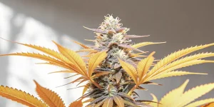 Grosse tête de cannabis Hippo High avec feuilles orange vif