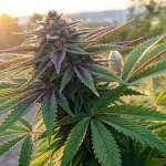 Gros plan hyper réaliste d’un bourgeon de cannabis violet Future #1 éclairé par la lumière dorée du coucher de soleil.