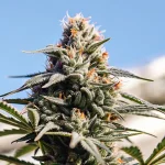 Gros plan sur une tête de cannabis cultivée en extérieur avec ciel dégagé