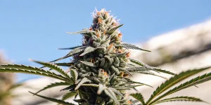 Gros plan sur une tête de cannabis cultivée en extérieur avec ciel dégagé