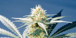 Gros plan hyper-réaliste sur un bourgeon de cannabis dense et givré avec des trichomes visibles.