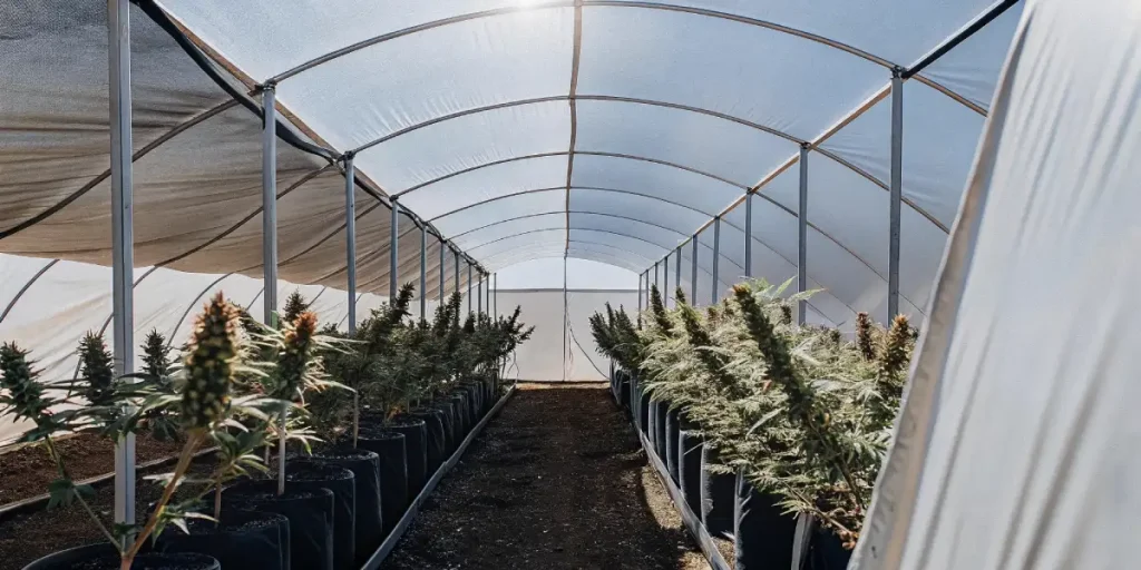 Grandes plantes de cannabis en pleine floraison dans une ferme extérieure.