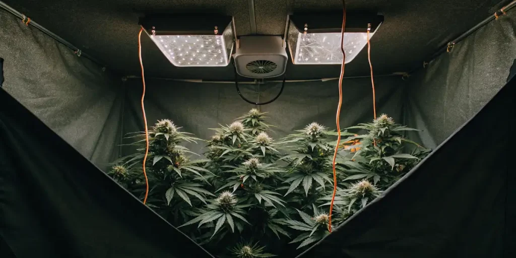 culture de cannabis en intérieur avec lampes LED puissantes et plantes en pleine floraison