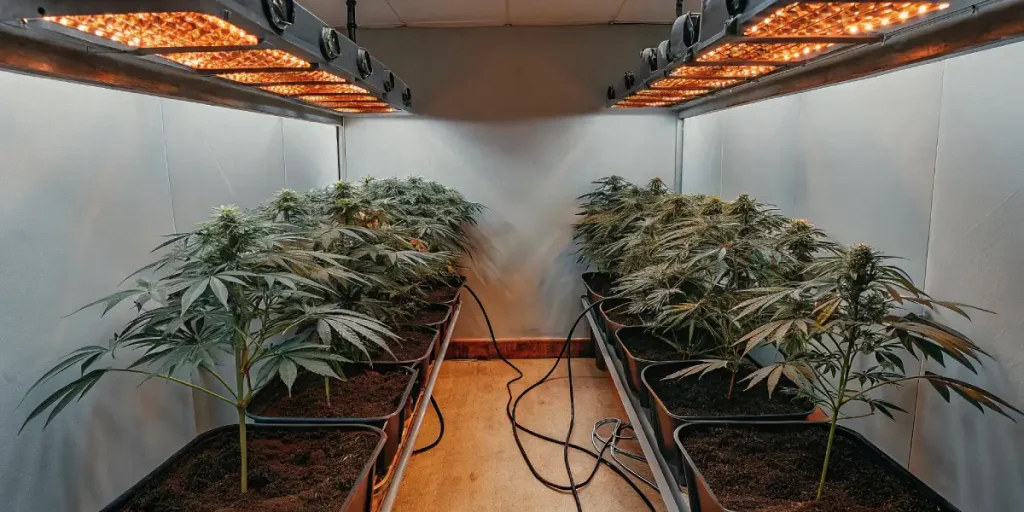 Culture de cannabis en intérieur sous lampes LED à spectre complet