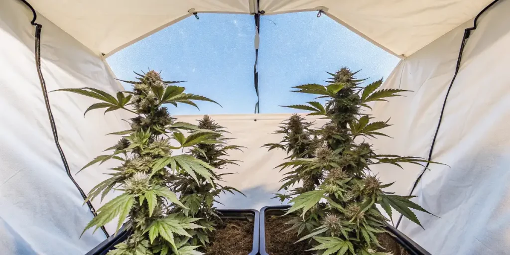 Bourgeon de cannabis mature avec pistils orange et feuilles résineuses