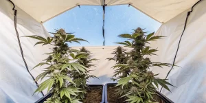 Bourgeon de cannabis mature avec pistils orange et feuilles résineuses