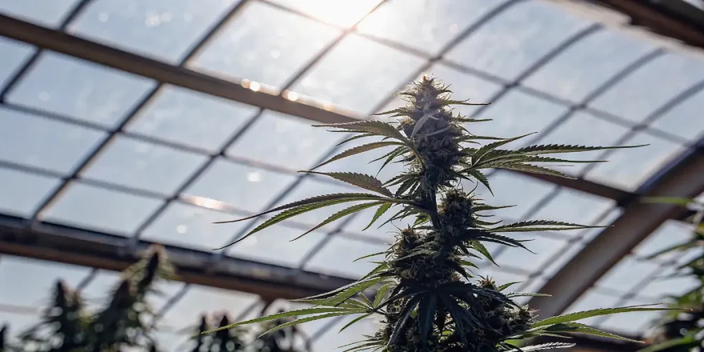 Gros plan d'une plante de cannabis mature baignée de lumière naturelle dans une serre moderne.