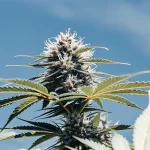 gros plan d'une tête de cannabis cultivée en extérieur sous un ciel bleu clair