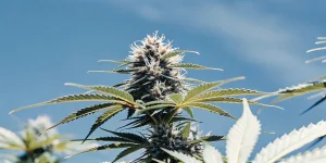 gros plan d'une tête de cannabis cultivée en extérieur sous un ciel bleu clair