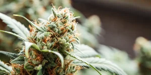Gros plan ultra-réaliste d’un bourgeon de cannabis recouvert de trichomes brillants.