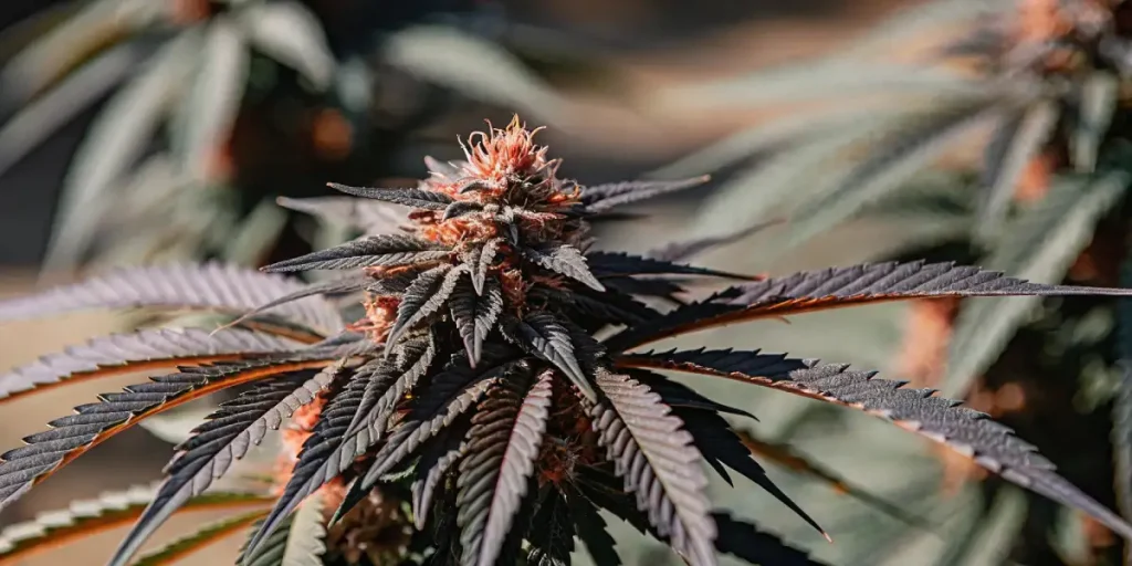 tête de cannabis violette mature cultivée en extérieur avec feuilles foncées