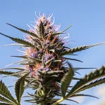 gros plan sur une tête de cannabis violette cultivée en extérieur sous le soleil