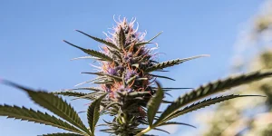 gros plan sur une tête de cannabis violette cultivée en extérieur sous le soleil