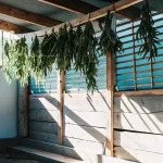 Salle de séchage traditionnelle avec des tiges de cannabis suspendues au plafond.