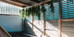 Salle de séchage traditionnelle avec des tiges de cannabis suspendues au plafond.