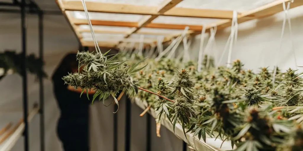 Bourgeons de cannabis Future #1 suspendus pour le séchage dans une salle post-récolte.