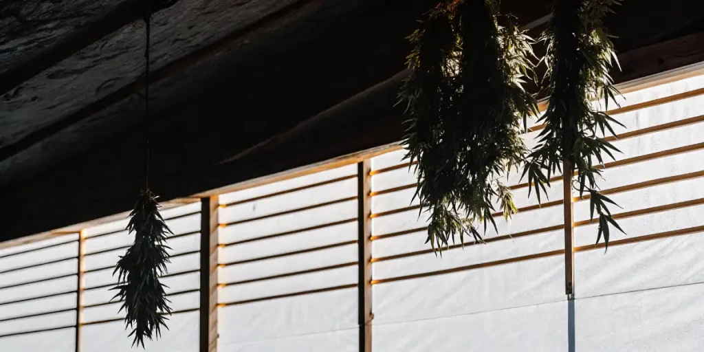 Branches de cannabis suspendues pour séchage naturel dans une pièce aérée.
