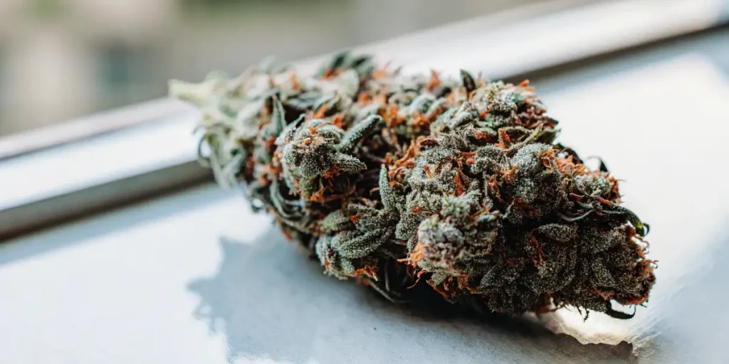 Tête de cannabis séchée reposant sur une surface métallique éclairée par la lumière naturelle