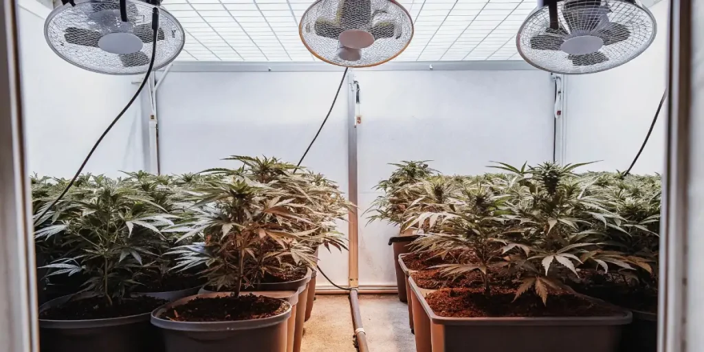 Plantes de cannabis cultivées sous ventilation en chambre de culture