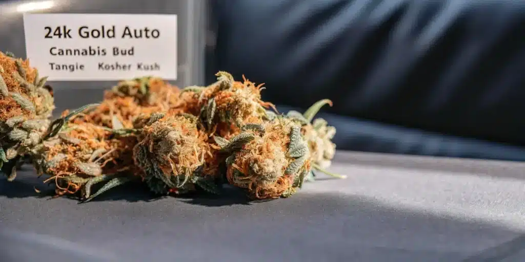 gros plan sur des têtes récoltées de cannabis 24K Gold Auto