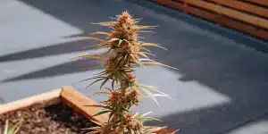 plante de cannabis ACDC en extérieur avec des têtes orangées mûres