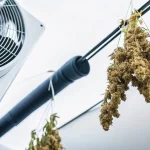 salle de séchage du cannabis avec ventilateur et têtes suspendues
