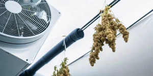 salle de séchage du cannabis avec ventilateur et têtes suspendues
