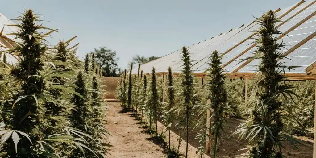 rows of tall cannabis plants growing in an outdoor greenhouse with transparent roof under clear sky