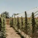 rows of tall cannabis plants growing in an outdoor greenhouse with transparent roof under clear sky