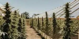 rows of tall cannabis plants growing in an outdoor greenhouse with transparent roof under clear sky