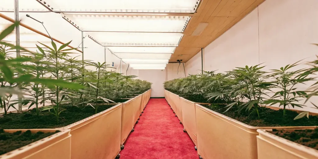 cannabis plants in cloth pots growing indoors under artificial lighting in a spacious cultivation room