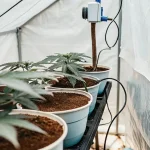 Tente de culture de cannabis avec jeunes plants en phase de croissance précoce sous éclairage LED