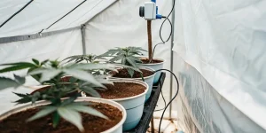 Tente de culture de cannabis avec jeunes plants en phase de croissance précoce sous éclairage LED