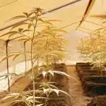 Jeunes plants de cannabis sous tunnel de serre avec lumière diffuse