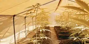 Jeunes plants de cannabis sous tunnel de serre avec lumière diffuse