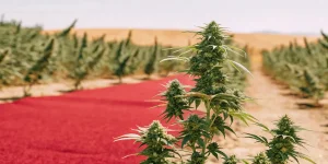 Champ de cannabis en extérieur avec un tapis rouge au milieu des rangées de plantes