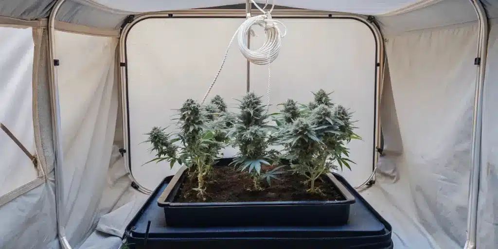 Culture en intérieur de plants de cannabis Chemdo Runtz dans une tente de culture avec système de lumière suspendue.
