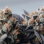 Gros plan macro détaillé des têtes de cannabis Chemdo Runtz couvertes de trichomes givrés et de pistils orange.